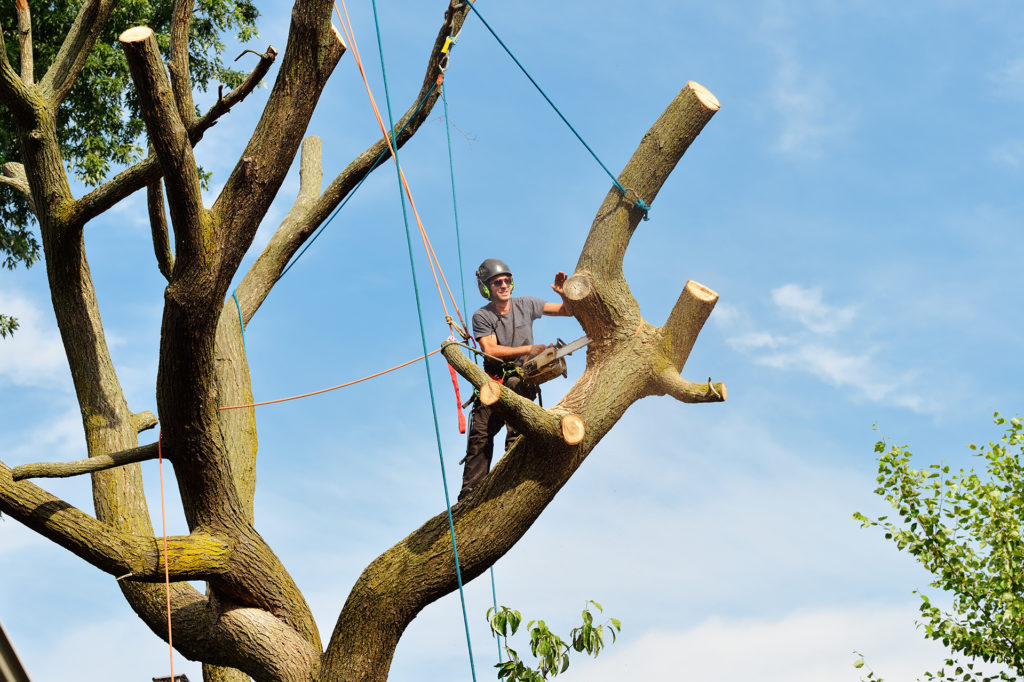 Arborist using a chainsaw to cut branches high up in a tree.